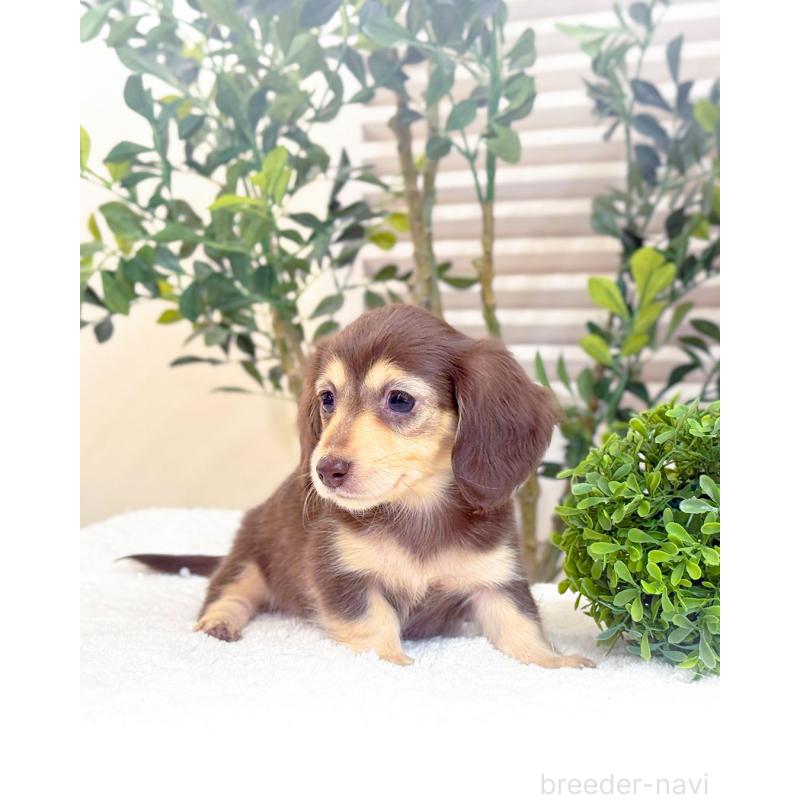 販売中の愛知県のカニンヘンダックスフンド(ロングヘアード)-440408の2枚目