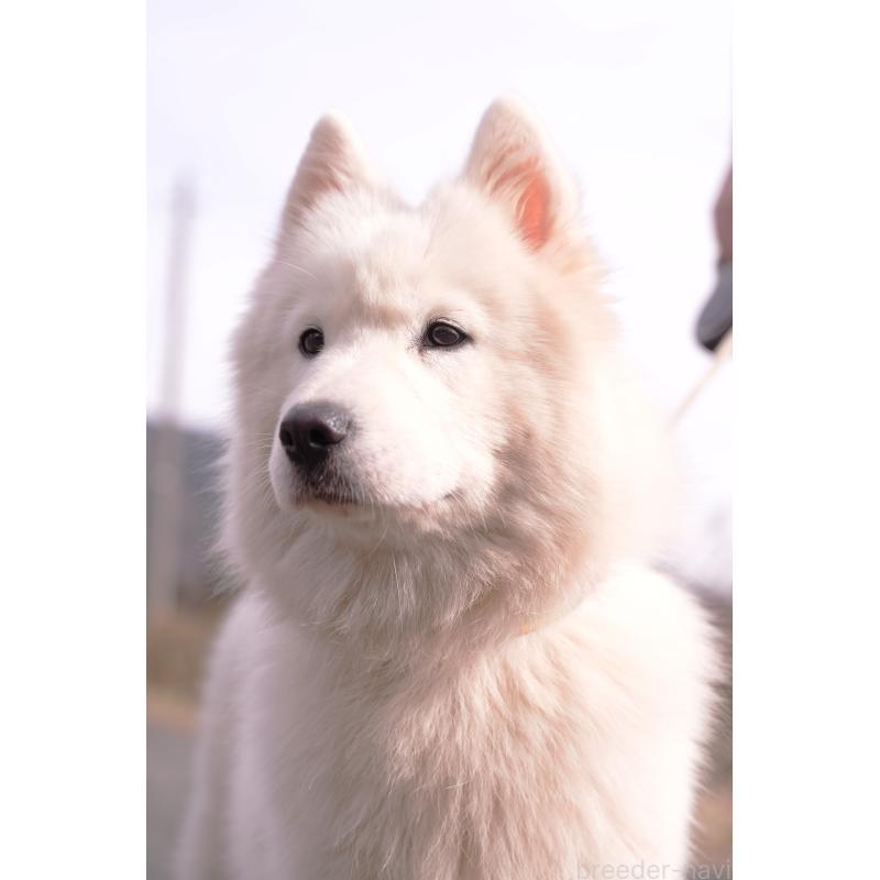 Lucasちゃん1枚目