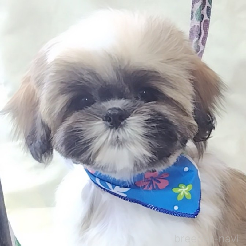 販売中の神奈川県のシーズー-440410の1枚目