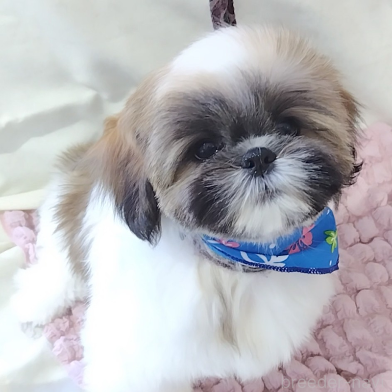 販売中の神奈川県のシーズー-440410の11枚目