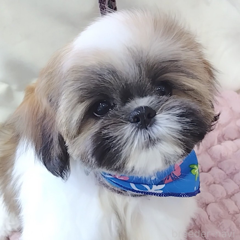 販売中の神奈川県のシーズー-440410の10枚目