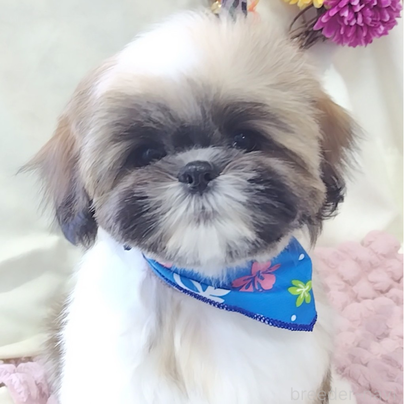 販売中の神奈川県のシーズー-440410の9枚目