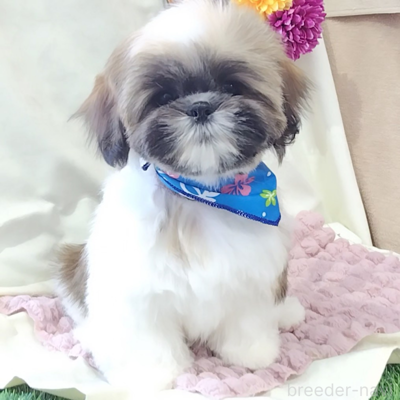 販売中の神奈川県のシーズー-440410の8枚目