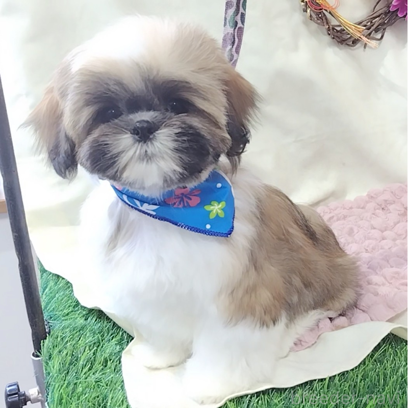 販売中の神奈川県のシーズー-440410の7枚目