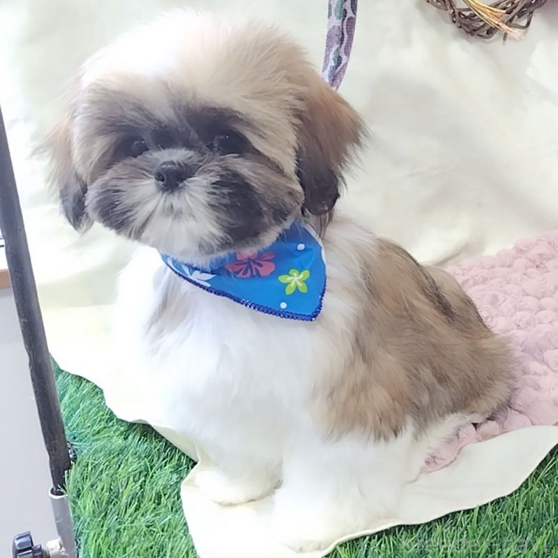 販売中の神奈川県のシーズー-440410の6枚目