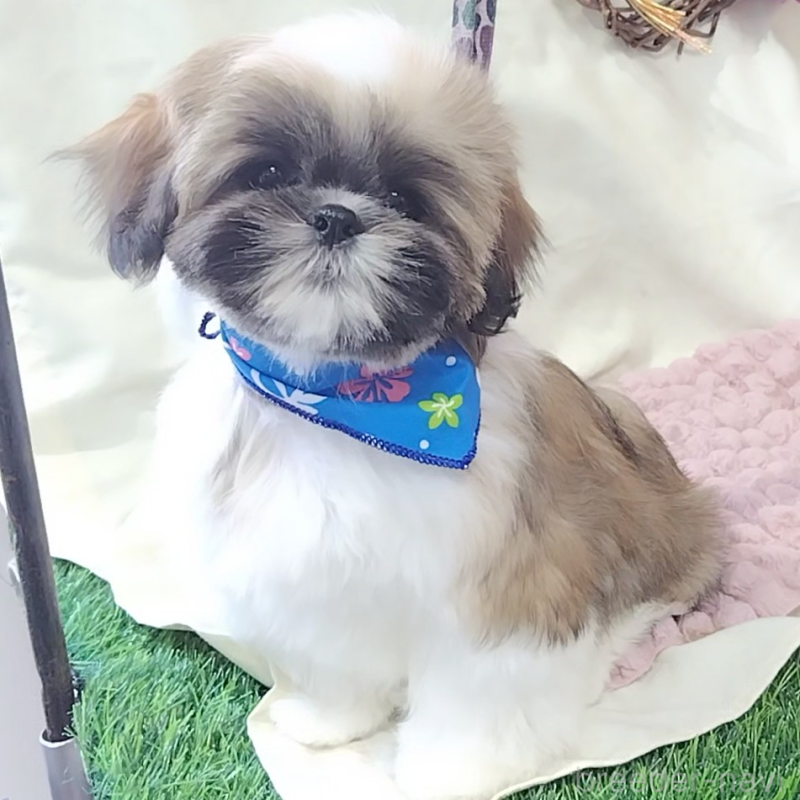 販売中の神奈川県のシーズー-440410の5枚目