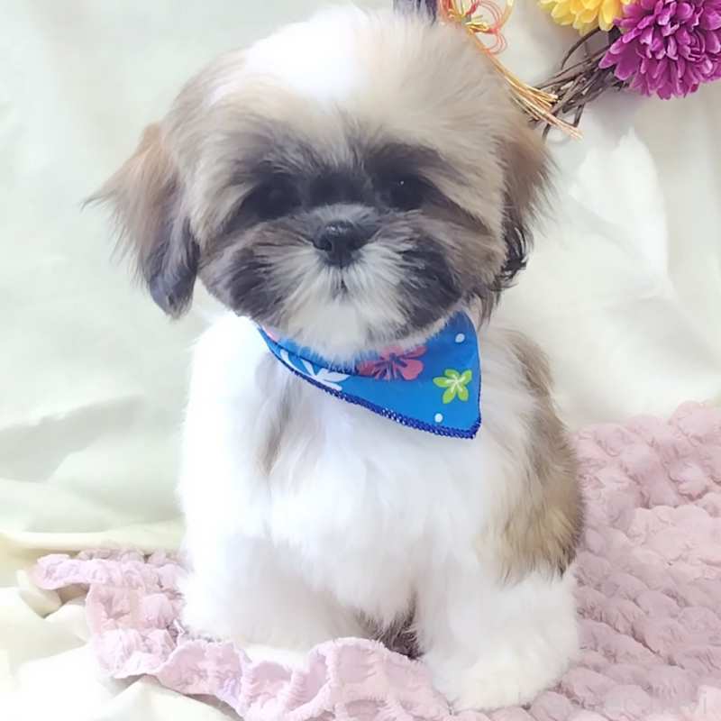 販売中の神奈川県のシーズー-440410の4枚目