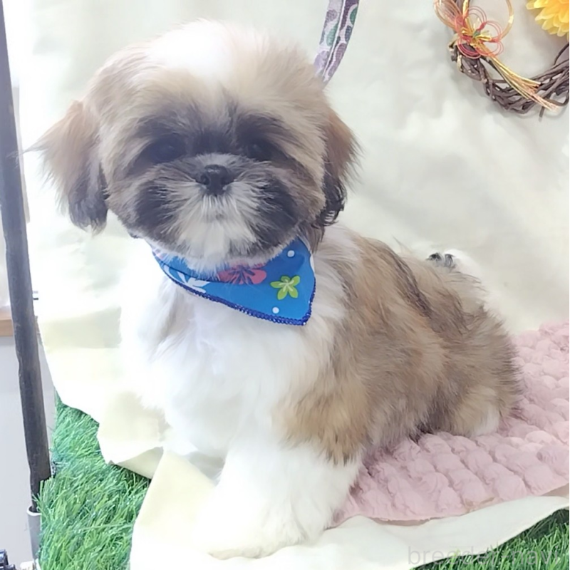 販売中の神奈川県のシーズー-440410の3枚目