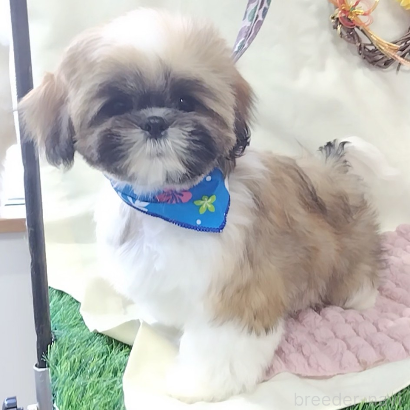 販売中の神奈川県のシーズー-440410の2枚目