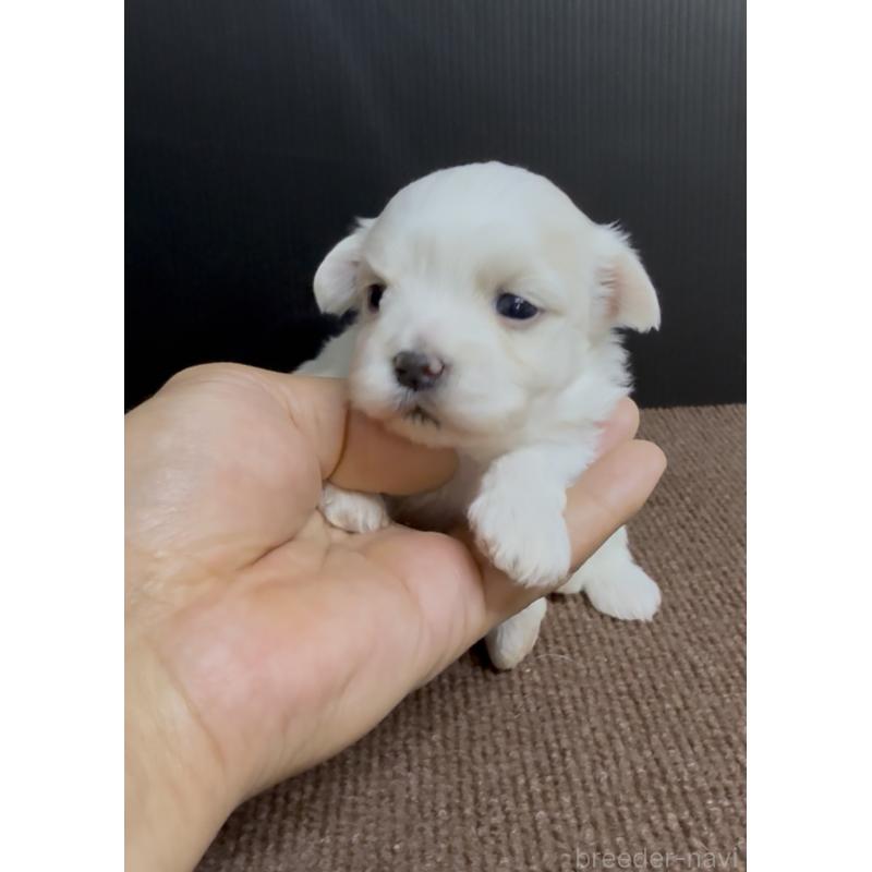 販売中の福岡県のマルチーズ-440409の3枚目