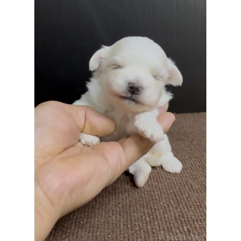 販売中の福岡県のマルチーズ-440409の2枚目