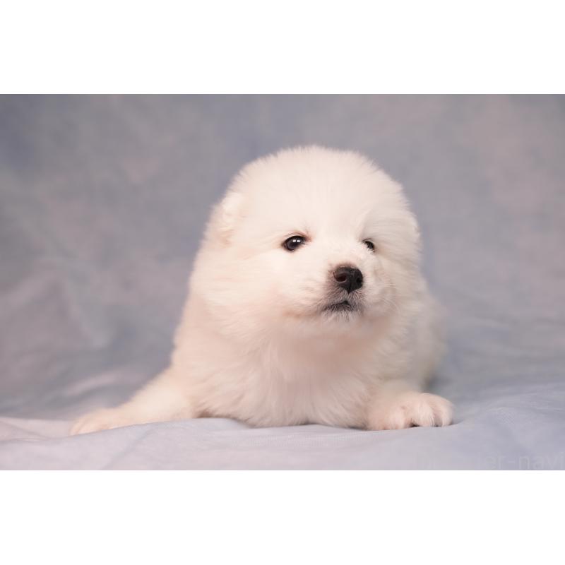 販売中の群馬県のサモエド-440411の15枚目