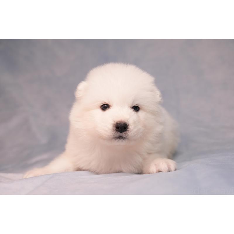 販売中の群馬県のサモエド-440411の14枚目