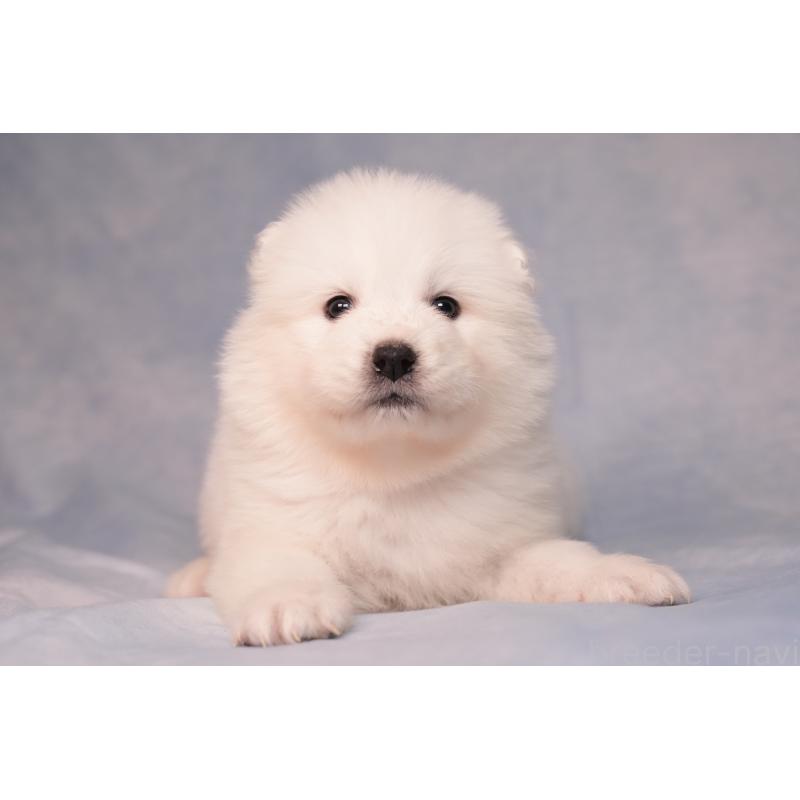 販売中の群馬県のサモエド-440411の13枚目