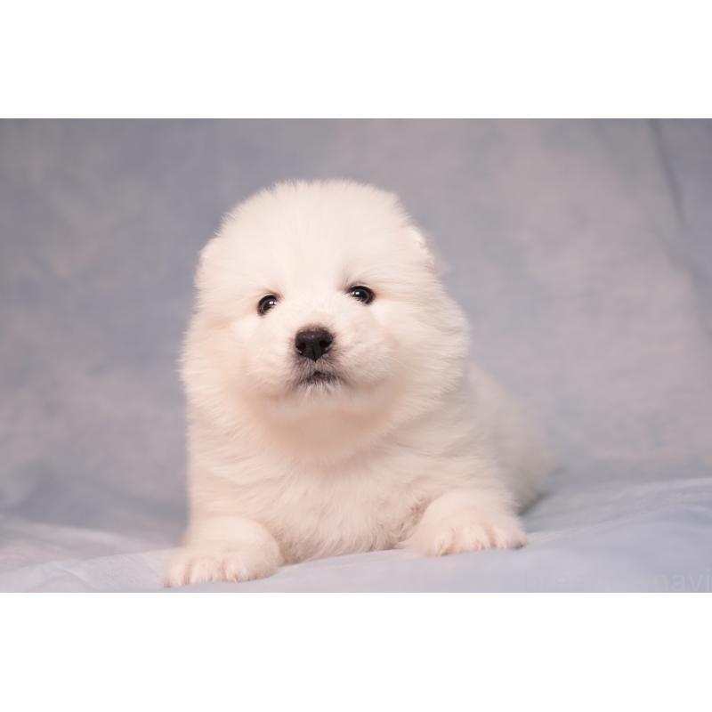 販売中の群馬県のサモエド-440411の12枚目