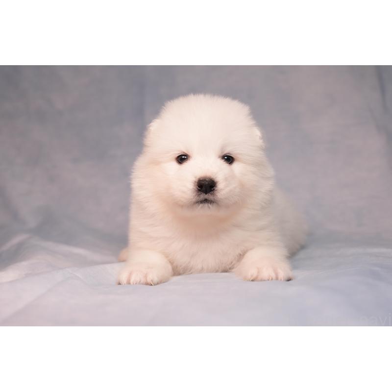 販売中の群馬県のサモエド-440411の11枚目