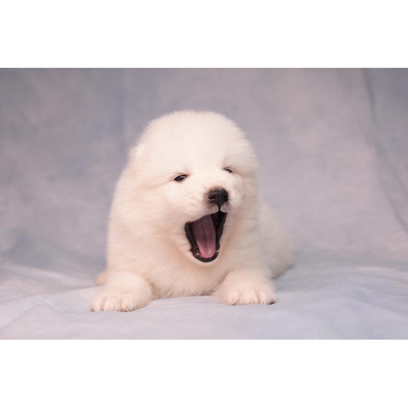 販売中の群馬県のサモエド-440411の10枚目