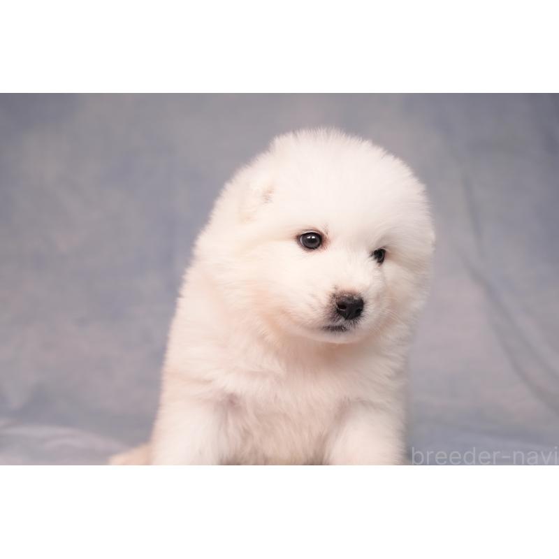 販売中の群馬県のサモエド-440411の9枚目