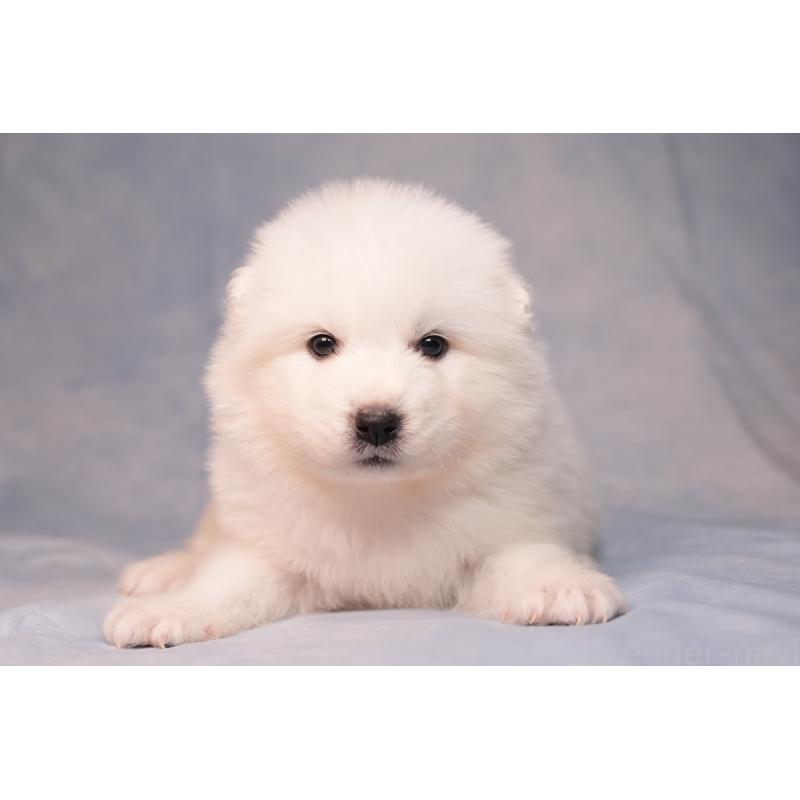 販売中の群馬県のサモエド-440411の8枚目