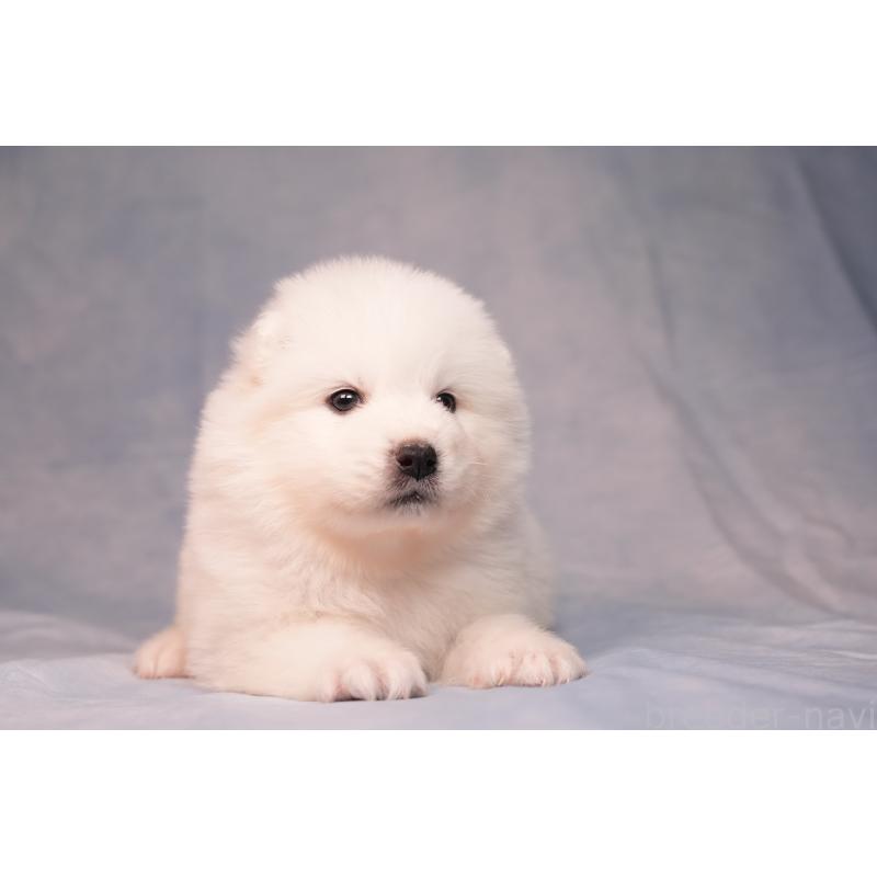 販売中の群馬県のサモエド-440411の7枚目