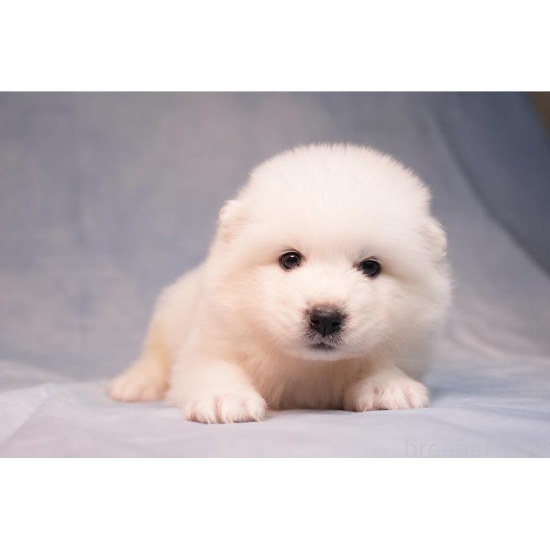 販売中の群馬県のサモエド-440411の6枚目