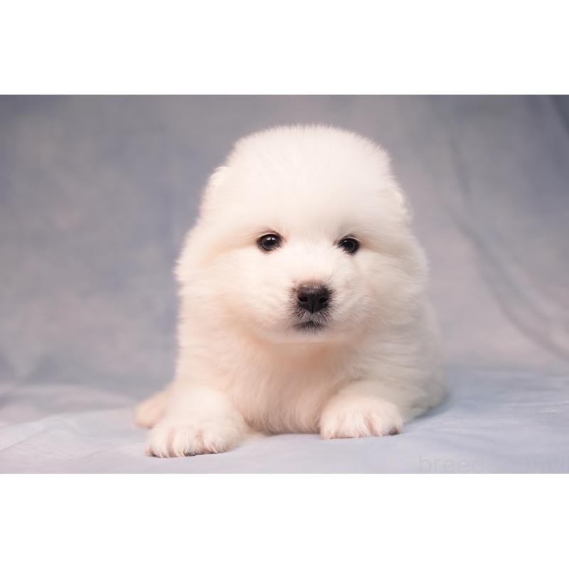 販売中の群馬県のサモエド-440411の5枚目