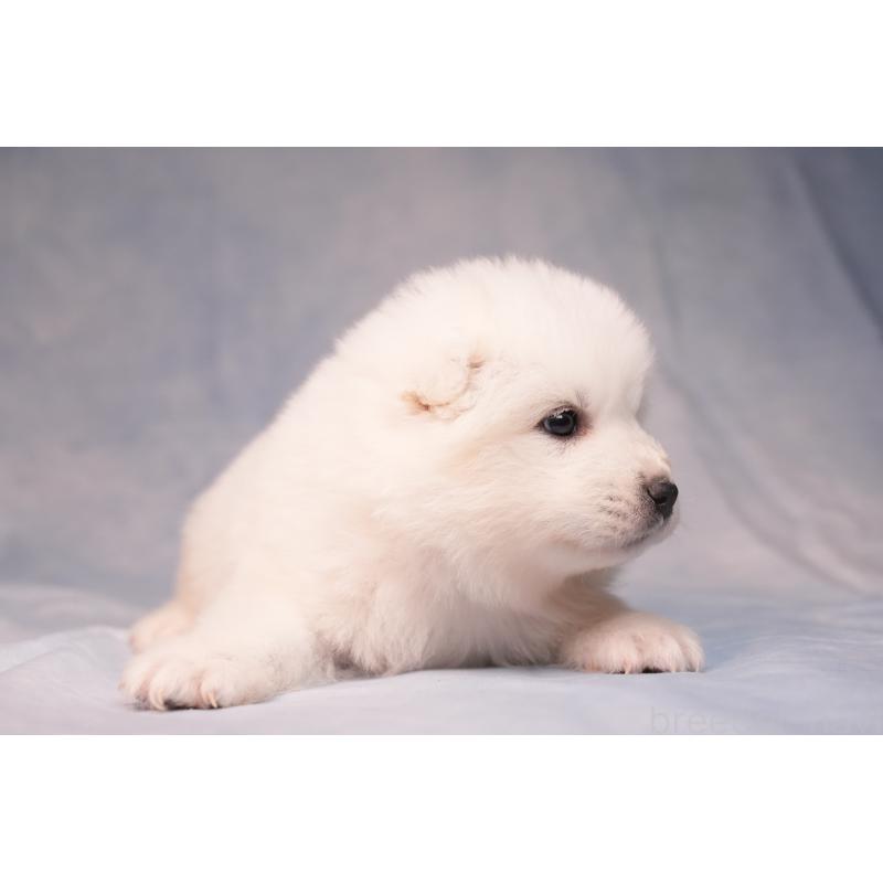 販売中の群馬県のサモエド-440411の4枚目