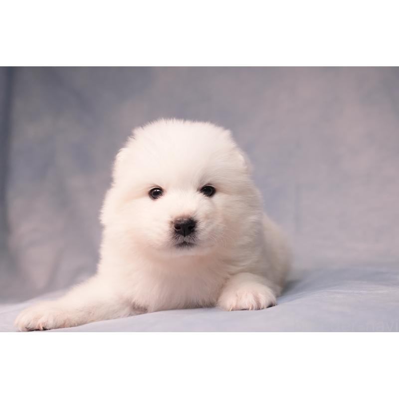 販売中の群馬県のサモエド-440411の3枚目