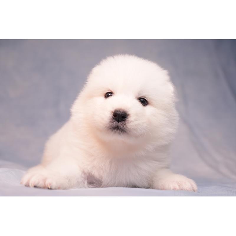 販売中の群馬県のサモエド-440411の2枚目