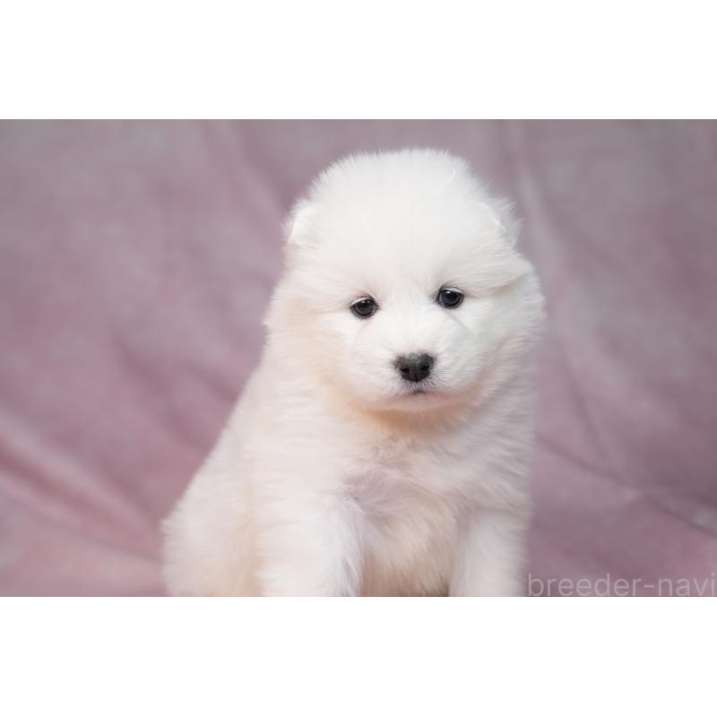 販売中の群馬県のサモエド-440412の20枚目