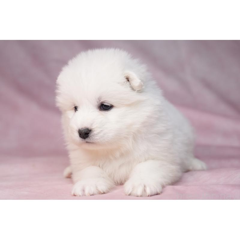 販売中の群馬県のサモエド-440412の18枚目