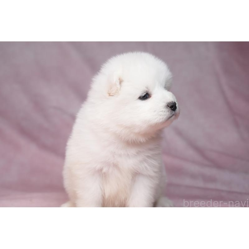 販売中の群馬県のサモエド-440412の17枚目