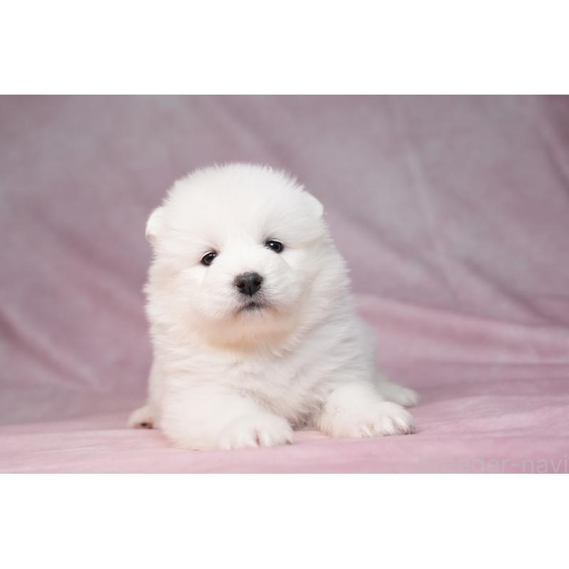 販売中の群馬県のサモエド-440412の15枚目