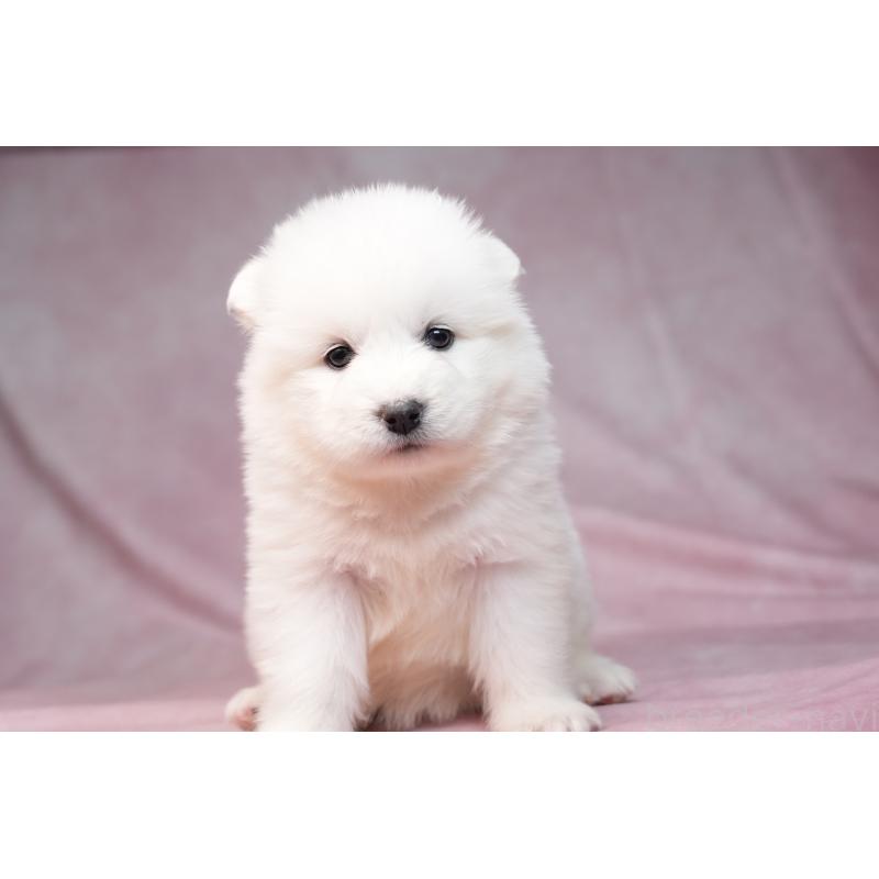 販売中の群馬県のサモエド-440412の14枚目