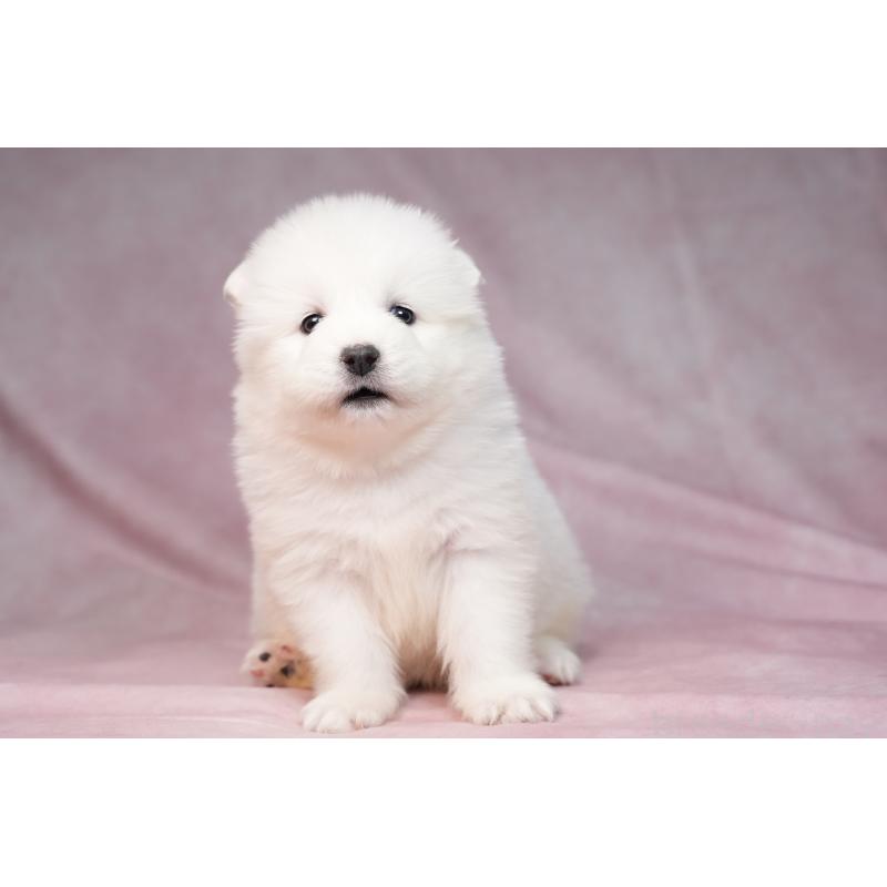 販売中の群馬県のサモエド-440412の13枚目