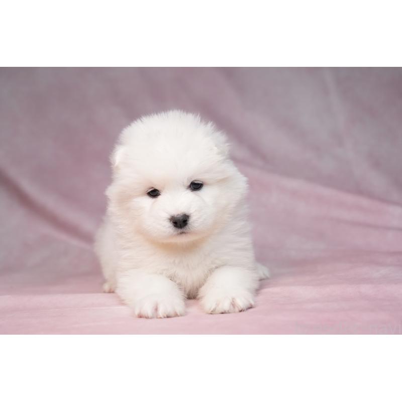 販売中の群馬県のサモエド-440412の12枚目