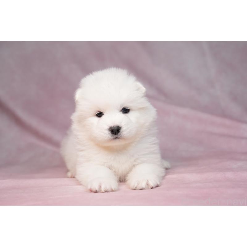 販売中の群馬県のサモエド-440412の11枚目