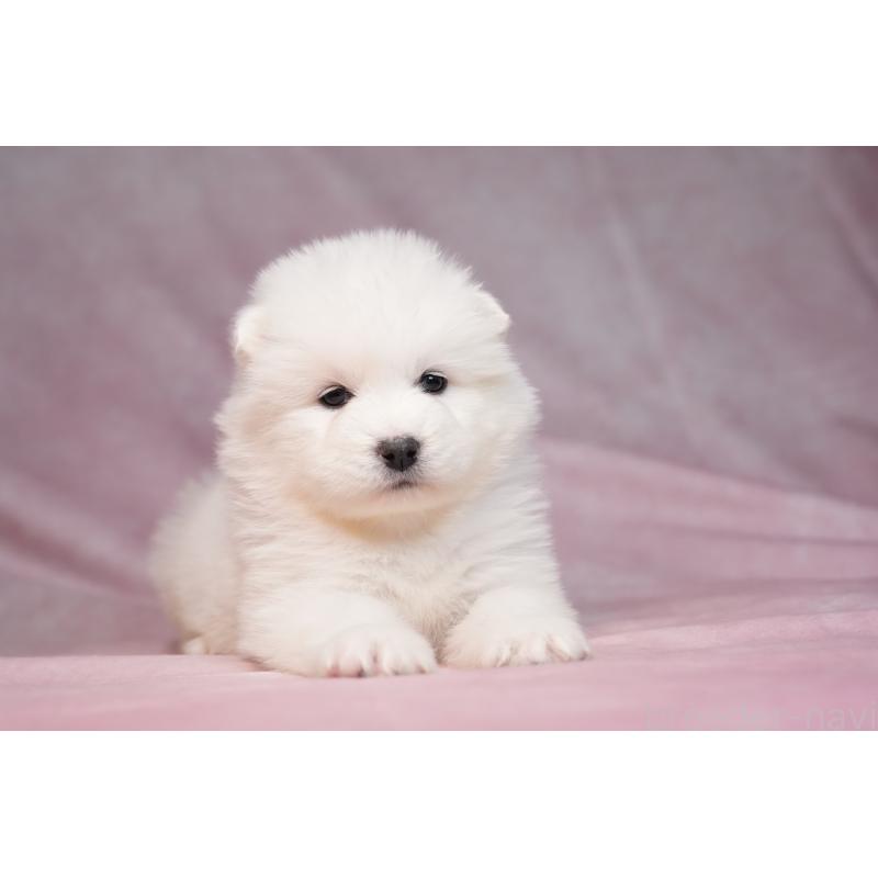 販売中の群馬県のサモエド-440412の10枚目