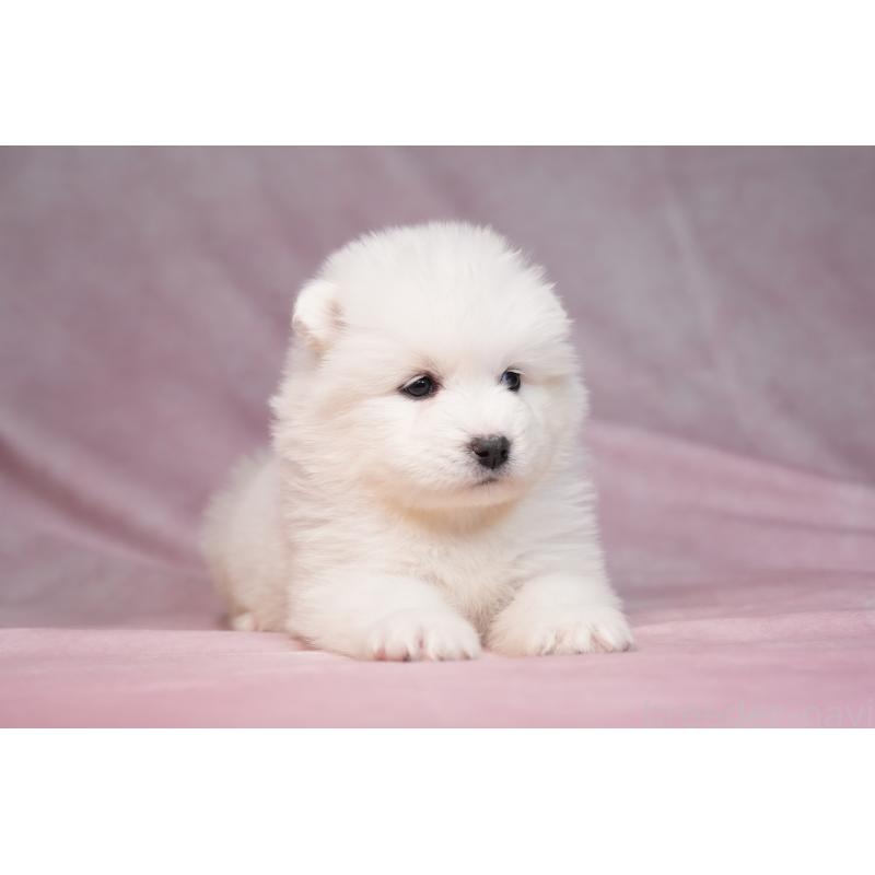 販売中の群馬県のサモエド-440412の9枚目