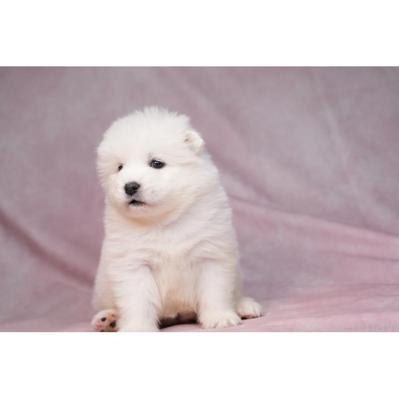 販売中の群馬県のサモエド-440412の7枚目