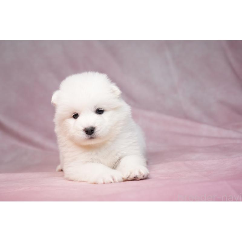 販売中の群馬県のサモエド-440412の6枚目