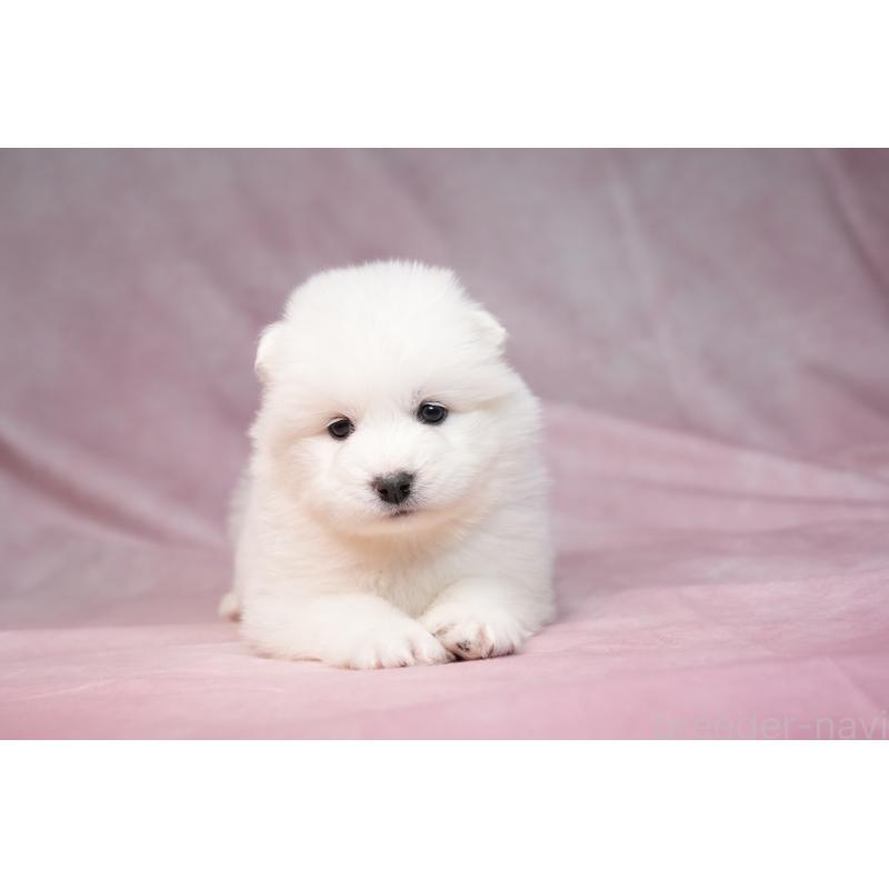 販売中の群馬県のサモエド-440412の5枚目