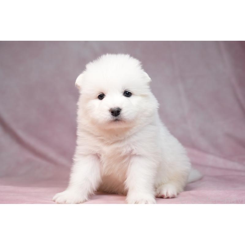 販売中の群馬県のサモエド-440412の3枚目