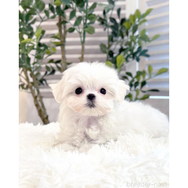 販売中の愛知県のマルチーズ-440413の3枚目