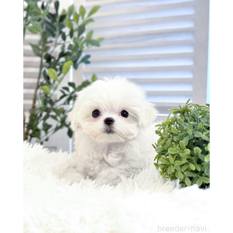 販売中の愛知県のマルチーズ-440413の2枚目