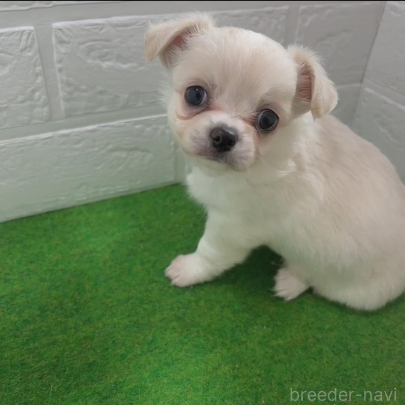 販売中の岐阜県のチワワ(ロングコート)-440414