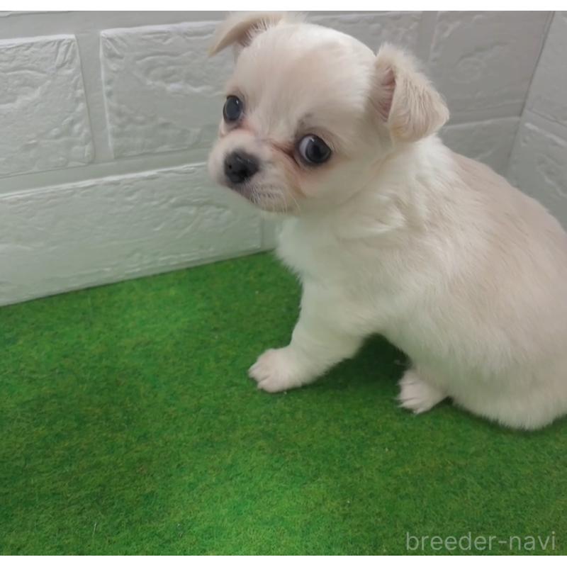 販売中の岐阜県のチワワ(ロングコート)-440414の2枚目