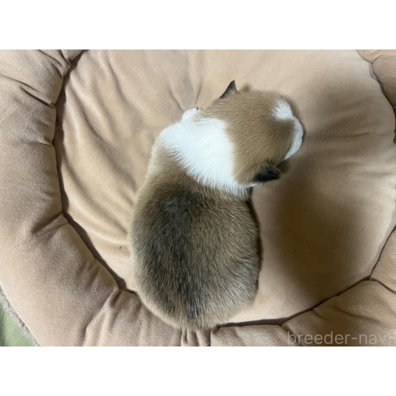 販売中の埼玉県のウェルシュコーギーペンブローク-440415の2枚目