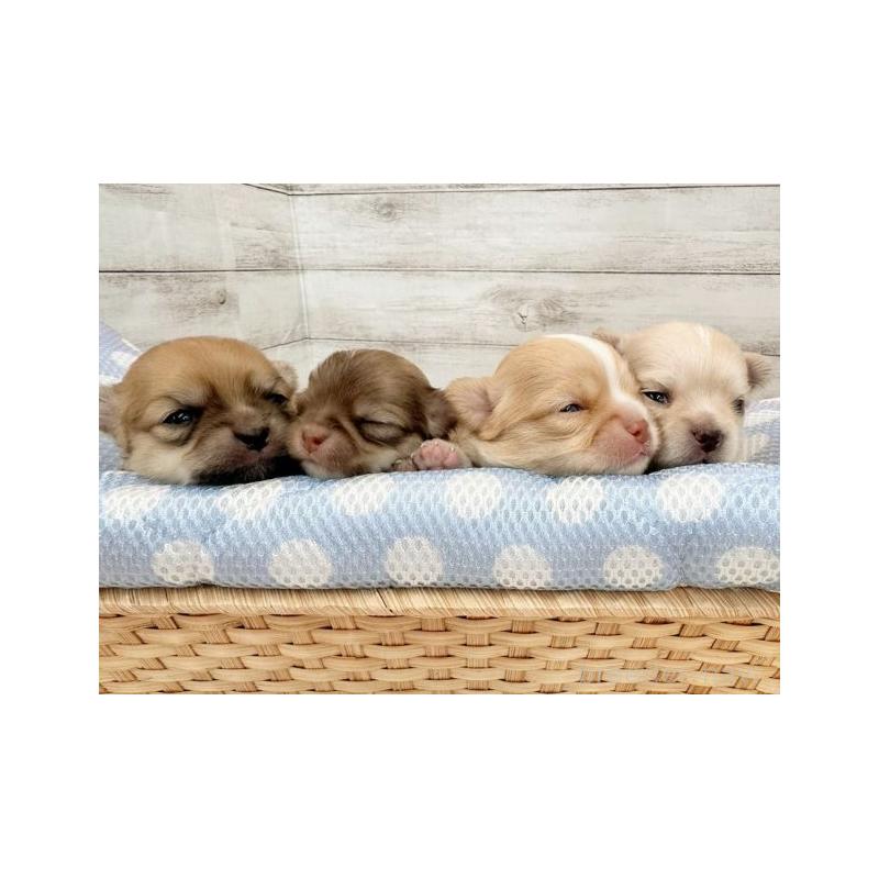 販売中の新潟県のチワワ(ロングコート)-440416の3枚目