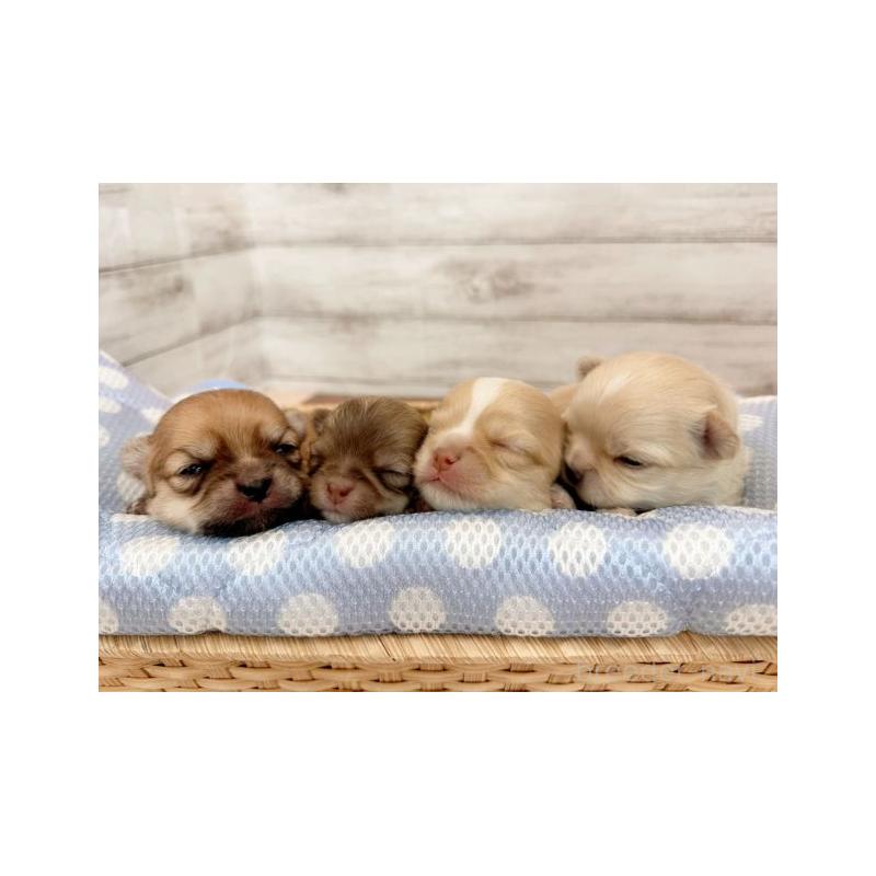 販売中の新潟県のチワワ(ロングコート)-440416の2枚目